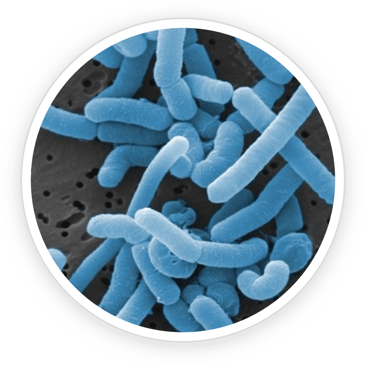 Lactobacillus-Paracasei