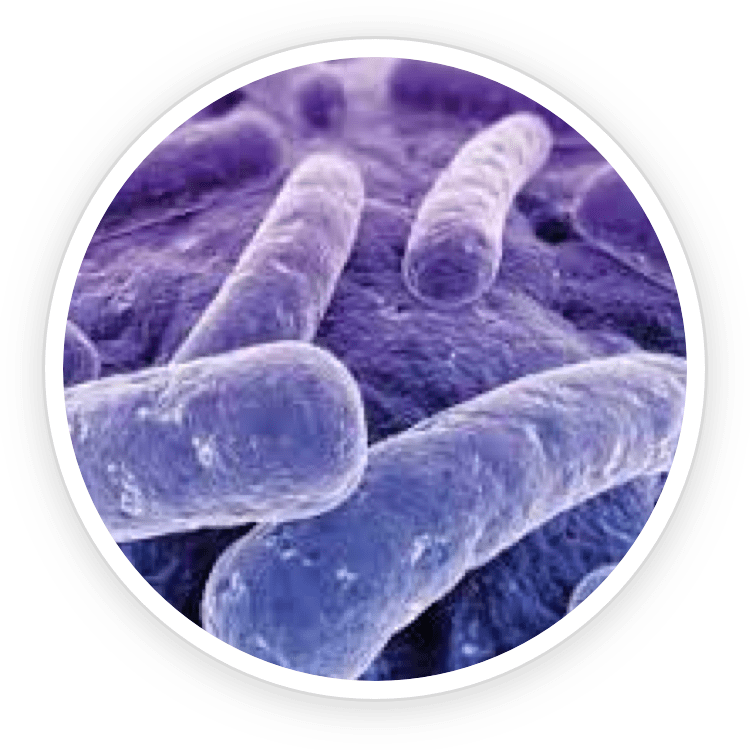Lactobacillus-Reuteri
